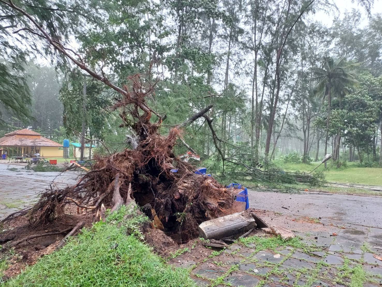 ฝนตกหนักลมแรงพัดต้นสนอายุนับ 50 ปี ล้มทับเสาไฟฟ้า ร้านอาหารริมชายหาดบางสัก อ.ตะกั่วป่า เสียหายยับ 