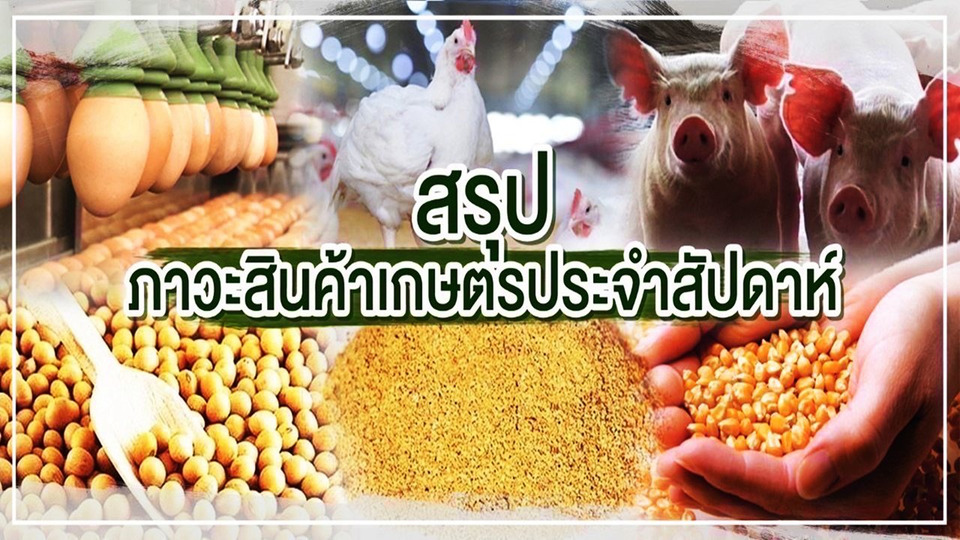 ราคาสินค้าเกษตรสัปดาห์นี้ ข้าวโพด–ไก่เนื้อทรงตัว สุกร–ไข่ไก่ขยับขึ้น กากถั่วเหลืองลดลง