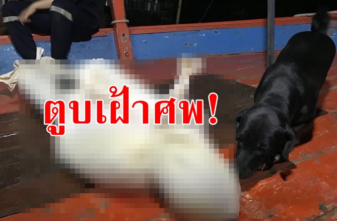สุดเวทนา! เจ้าตูบเฝ้าศพเจ้าของหลังเครียดผูกคอตัวเองดับ