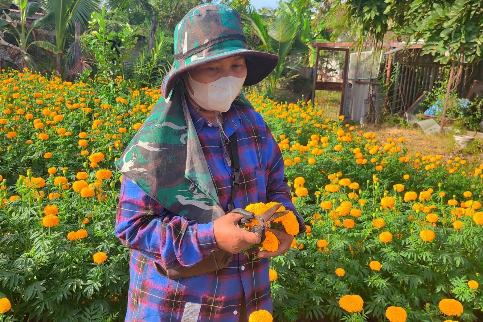 สุรินทร์  ชาวบ้านใช้เวลาว่างเว้นจากช่วงทำนา ปลูก ดอกดาวเรือง 70 วัน เก็บดอกได้ สร้างรายได้งาม