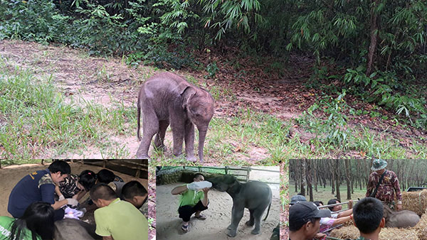 บึงกาฬ พบลูกช้างป่าภูวัวเพศเมีย อายุ 1 เดือนหลงโขลงรอแม่มารับ