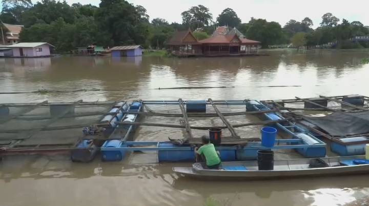 ชาวแพอุทัยฯ เฝ้าระวัง 24 ชม.หลังน้ำหนุน-กระแสเชี่ยว เสี่ยงพัดบ้านลอยน้ำพัง