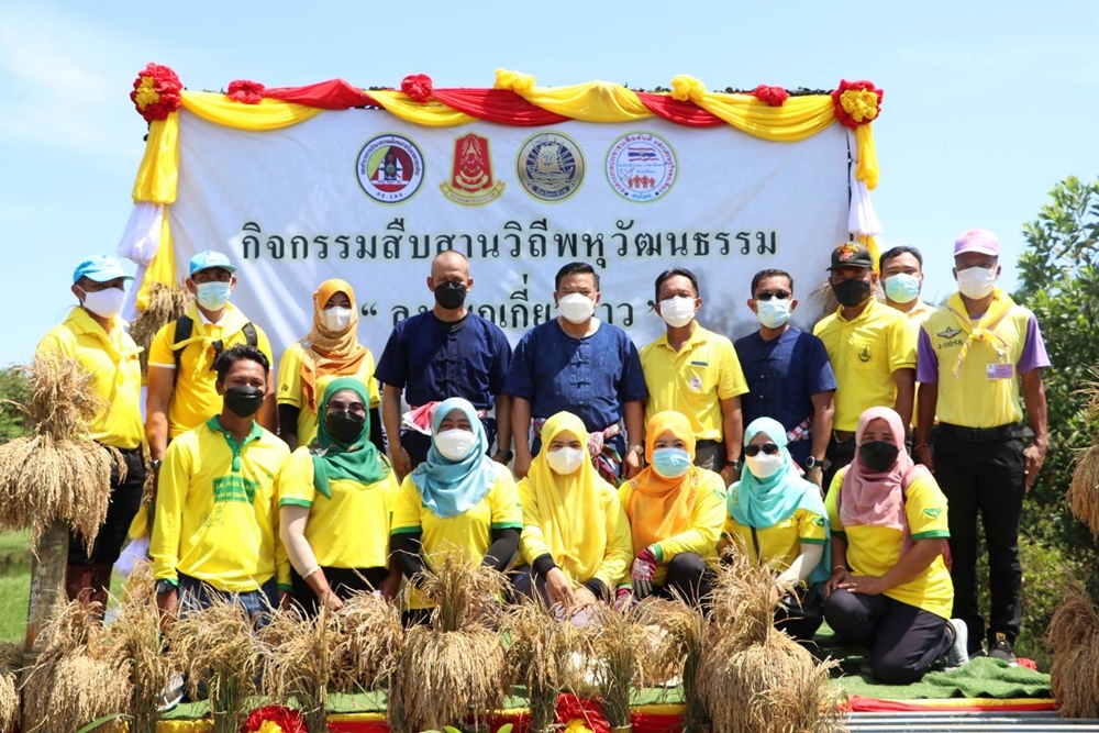 นราธิวาส บูรณาการ 3 ฝ่าย  จัดกิจกรรมลงแขกเกี่ยวข้าว สืบสานวิถีพหุวัฒนธรรม