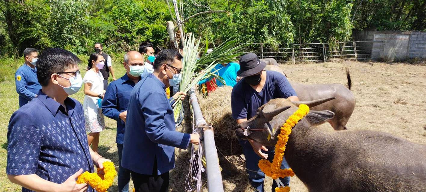 "วิเชียร ขาวขำ" นายก อบจ.อุดรธานี สนับสนุนโครงการอนุรักษ์และพัฒนาควายไทย