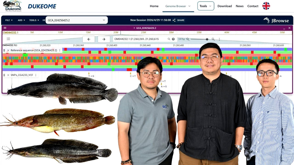 นักวิจัย มก. เปิดตัว “Catfish Genome Browser” ฐานข้อมูลจีโนมปลาดุกแห่งแรกของโลก