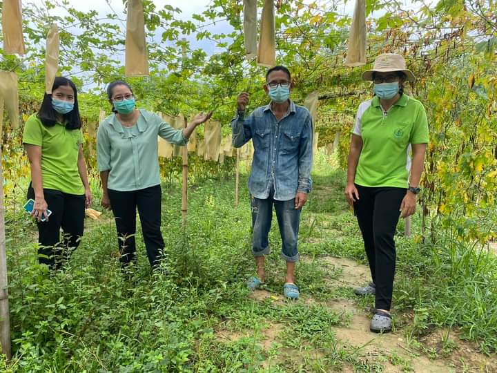 เกษตรจังหวัดตรังติดตามผลการฟื้นฟูพื้นที่  เกษตรประสบภัยน้ำท่วมด้วยไตรโคเดอร์มา 