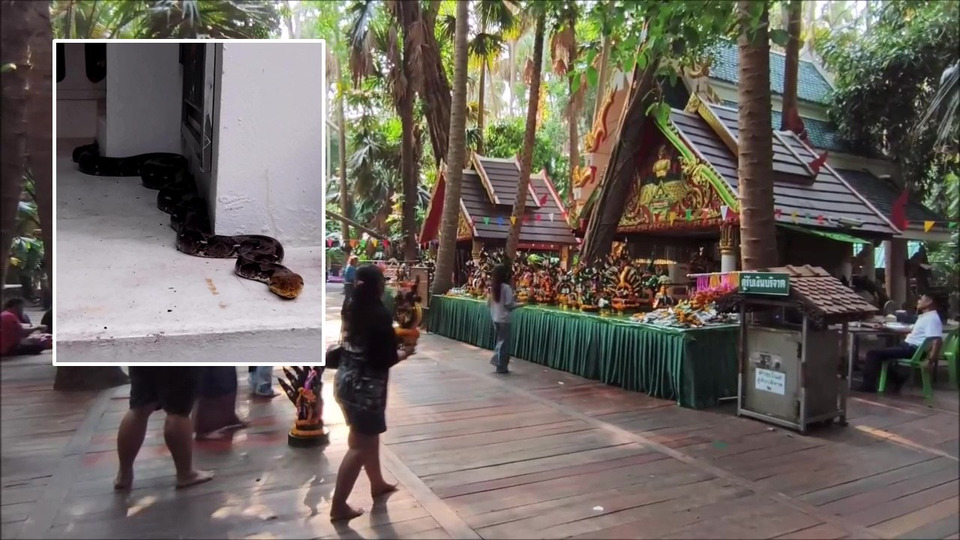 คำชะโนดแตก! พญางูใหญ่โผล่ศาลปู่ศรีสุทโธ 3 รอบติด เชื่อจำแลงกายรับบุญใหญ่ ขณะต้นชะโนดหักทับพญานาค คอหวยกวาดเลขเด็ดเกลี้ยงแผง