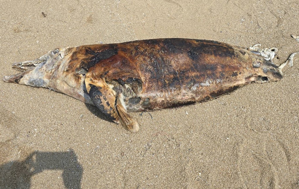 พบซากปลาโลมาหัวขวด เกยตื้นชายหาดแหลมเจริญระยอง คาดถูกเงี่ยงปลากระเบนแทงตาย