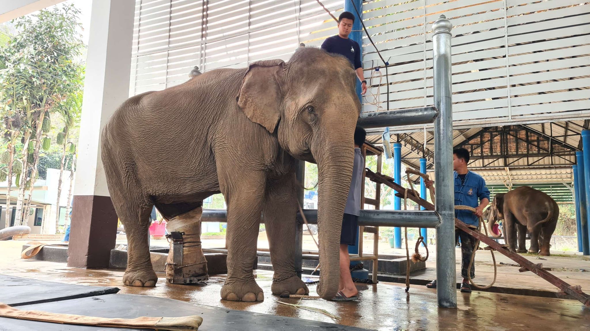 ทีมสัตวแพทย์ ส.คช. ประสบความสำเร็จในการรักษา ‘พังหญิงลี’