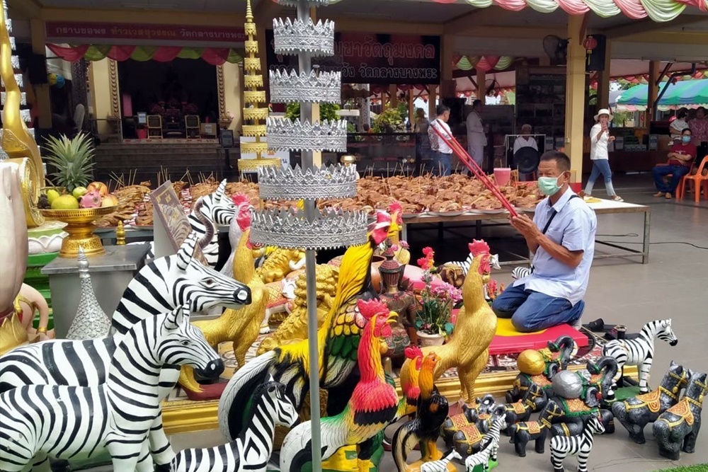 เสี่ยเจ้าของบ้านสวนรีสอร์ท แก้บนถวายหัวหมู 100 หัว หลวงพ่อสมหวัง หลังได้โชค 10 ล้าน