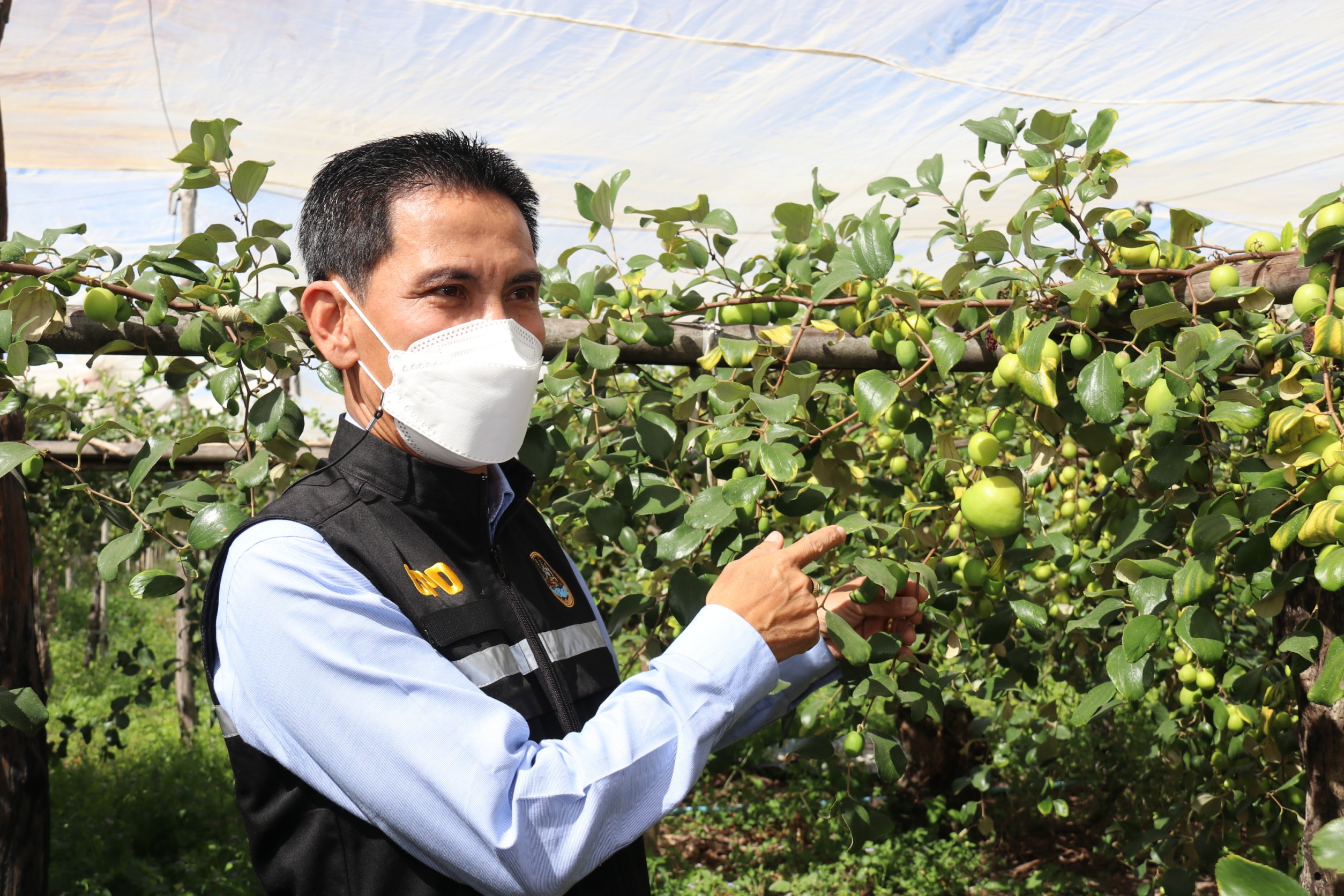 สหกรณ์กาฬสินธุ์รวบรวมผลผลิตพุทรา 8,000 ตัน