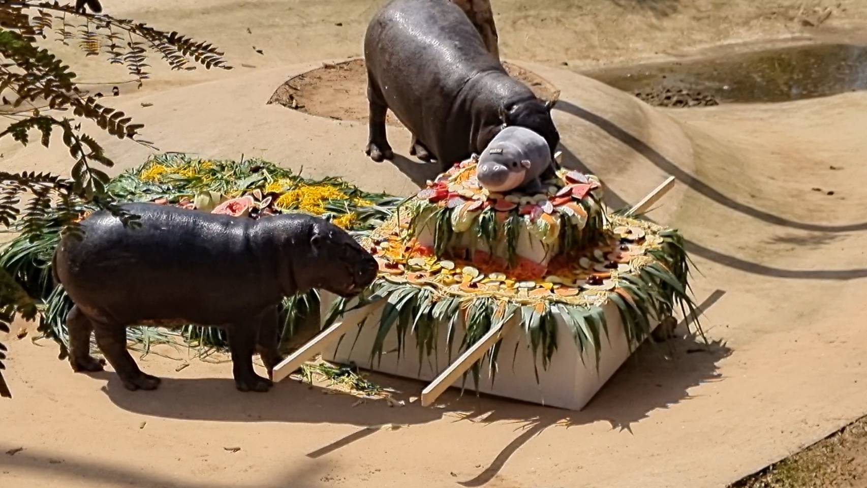 อุบลราชธานี อลังการ น่ารัก นักท่องเที่ยวแห่ ฉลองวันเกิด คากิ ทายาท หมูเด้ง ฮิปโปแคระ ครบ 1 ปี  