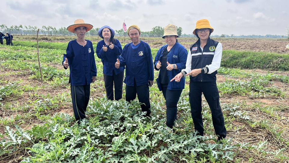 ยโสธรหนุนปลูกแตงโมอินทรีย์หลังนา เพิ่มรายได้เกษตรกรคำเขื่อนแก้ว