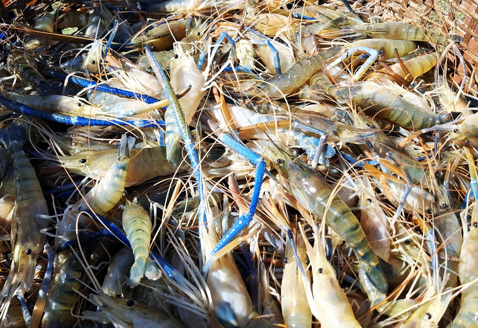 กาฬสินธุ์ควันหลงปีใหม่! กุ้งก้ามกรามขายดีสุดในรอบ 10 ปี คว่ำบ่อขายจนขาดตลาด