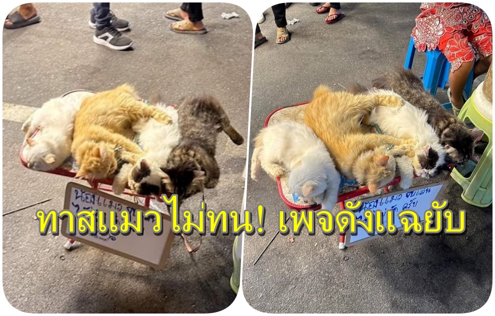 ทาสแมวไม่ทน! เพจดังแฉยับ ขอทานเอาสัตว์เร่ตามงานวัด ทรมาน-ปล่อยนอนนิ่ง วอนหน่วยงานเร่งช่วยเหลือ