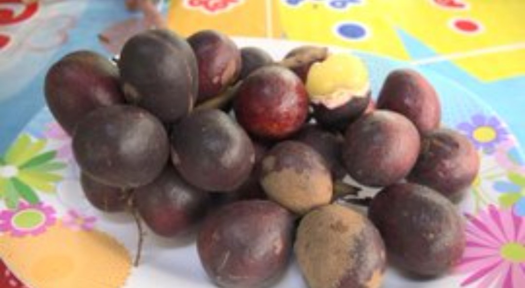 ลำไยคริสตัลสีม่วงจัมโบ้ พืชเศรษฐกิจตัวใหม่ โลเป็นพัน