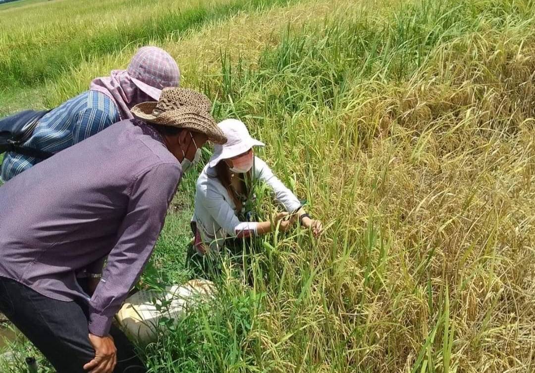 เกษตรอำเภอบางน้ำเปรี้ยว ลงพื้นที่สำรวจการระบาดของเพลี้ยกระโดดสีน้ำตาลในนาข้าว