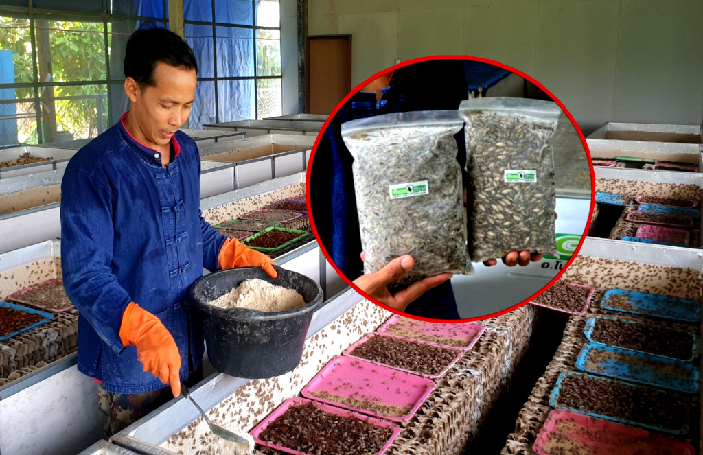 เกษตรฯ เดินหน้านโยบาย "ฮับแมลงโลก" เจาะตลาด 3 หมื่นล้าน
