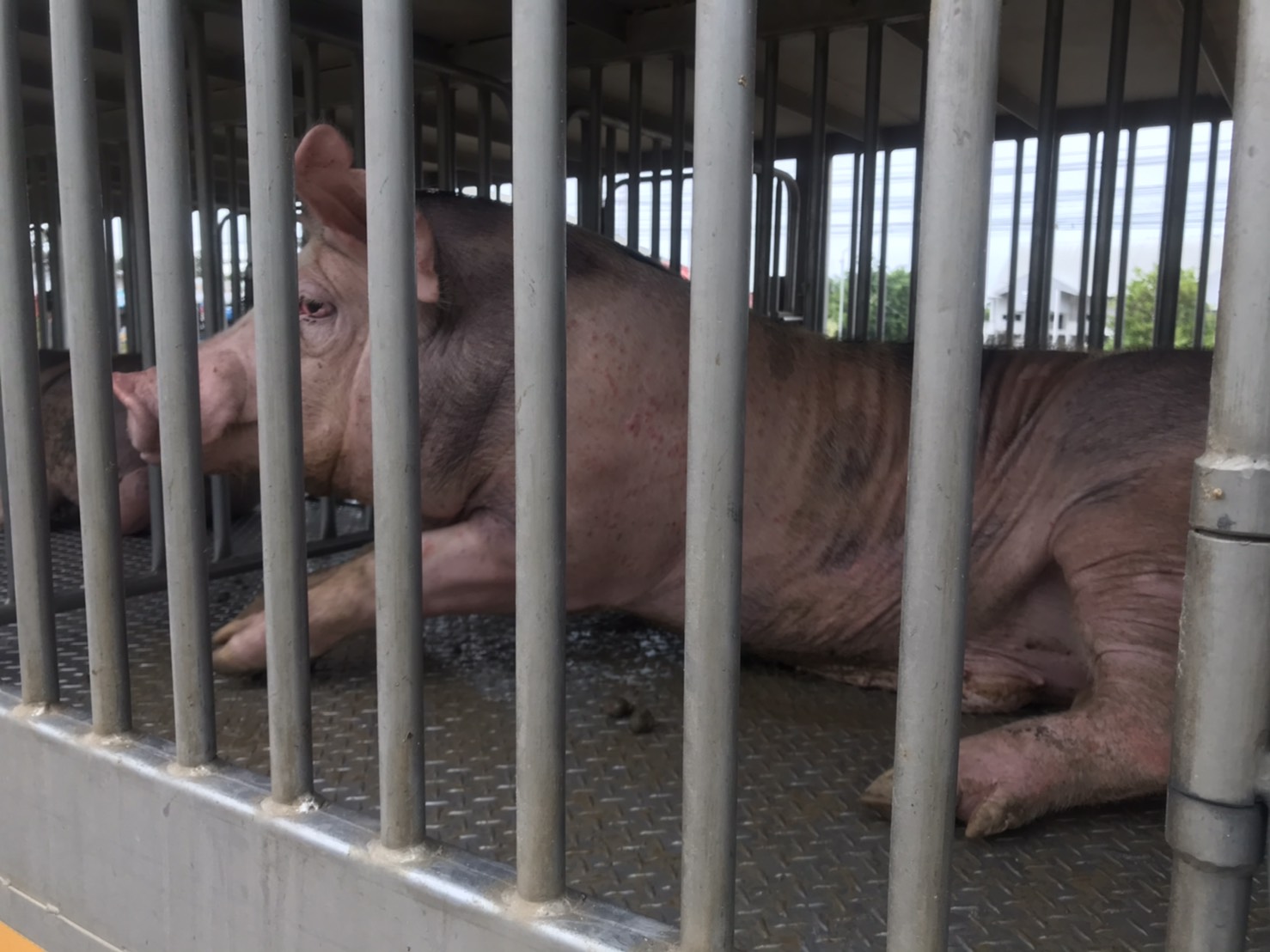 'ด่านศุลกากรช่องจอม'เข้มส่งออกหมูไทยหลังตลาดโตต่อเนื่อง