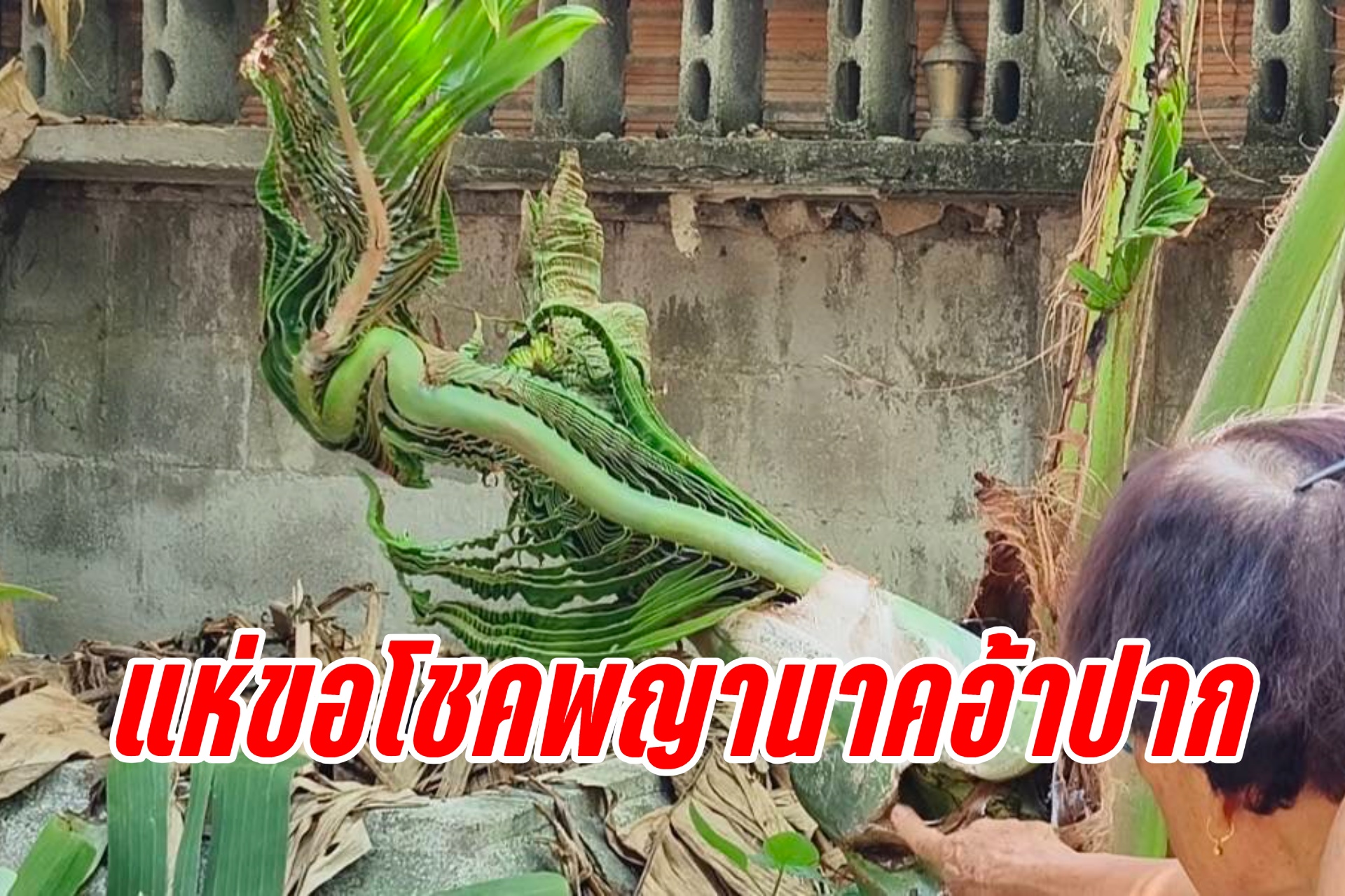 ศรีสะเกษ แห่ขอโชคลาภพญานาคอ้าปาก ต้นมะพร้าวแปลกแทงยอดข้างสิมเก่าอายุกว่าร้อยปี