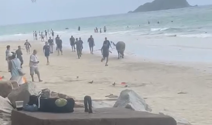 ควายเชือกหลุดจากศูนย์เกษตรพอเพียงมาวิ่งเล่นบริเวณชายหาดนางรำทำชาวบ้านวิ่งหนีกันวุ่น