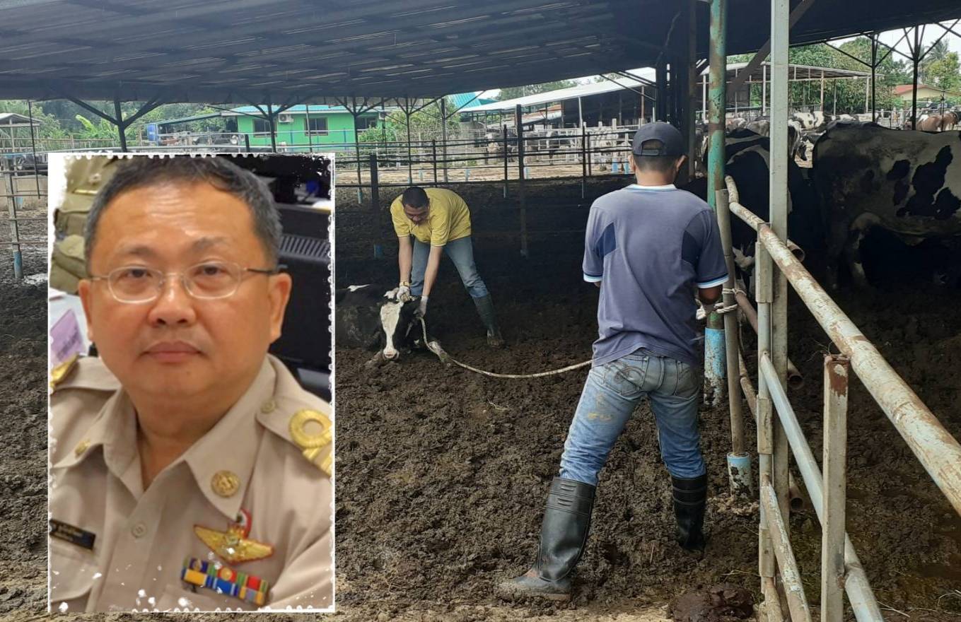 "ปศุสัตว์ลพบุรี " เร่งฉีดวัคซีน โรคปากและเท้าสัตว์เปื่อยฟรี พร้อมกันทั้งจังหวัด