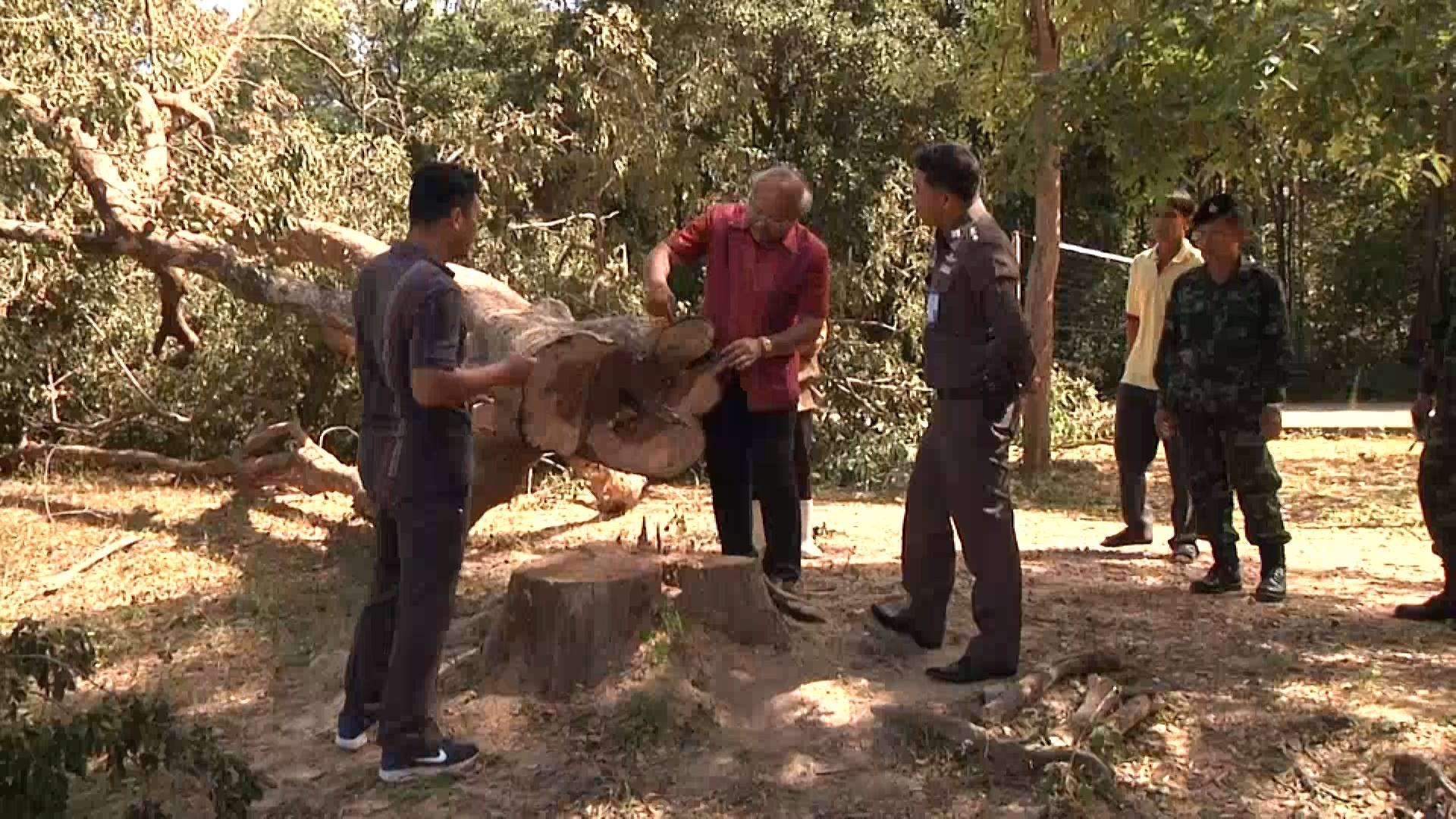 แก๊งมอดไม้บุกตัดไม้พะยูงอายุกว่า 100 ปี โรงเรียนบ้านหิวขาวขอนแก่น