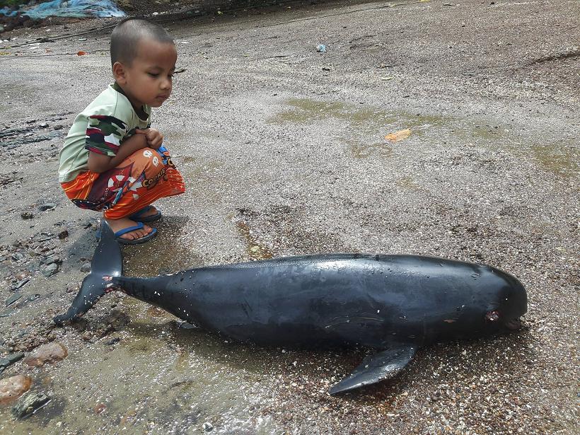 ลูกโลมาหัวบาตรลอยติดหาดตายสภาพบาดแผลเปิดที่สตูล