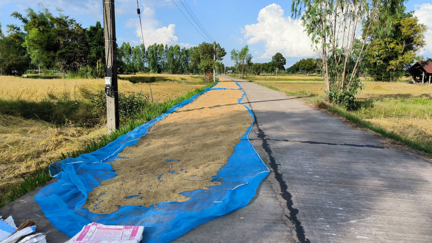 เกษตรกรยโสธรอาศัยถนนภายในหมู่บ้านตากข้าวเปลือกหลังการเก็บเกี่ยวเพื่อไล่ความชื้น