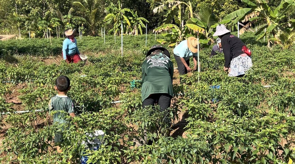 ชายแดนศรีสะเกษตึงเครียด! “ผญบ.”ประกาศเสียงตามสายเตรียมพร้อม “ชาวบ้าน”ผวา เร่งเก็บข้าว–พริกเผื่ออพยพ