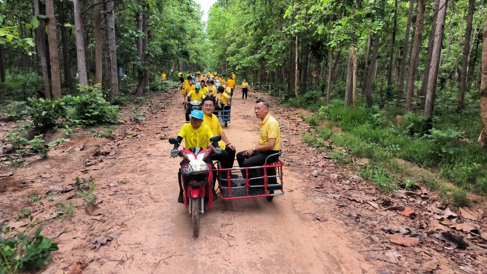 พ่อเมืองยโสธรนั่งสามล้อพ่วงข้างลุยป่าปลูกต้นไม้เก็บเห็ดกินข้าวป่าสวนป่าดงมะไฟตำบลทุ่งแต้