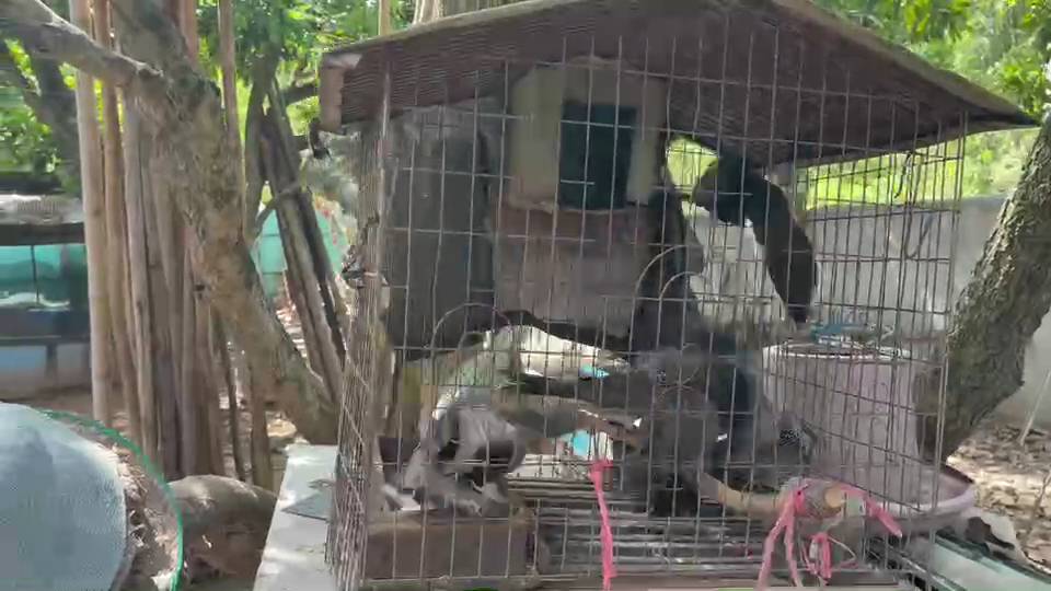 จับขบวนการค้าสัตว์ป่าส่งออกต่างประเทศ ผงะเจอซากนกป่า