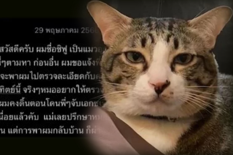  เจ้าของ "ชิฟู" แมวตกใส่รถ  โพสต์ขอโทษ เหตุละเมิดกฎจนทำให้เสียหาย
