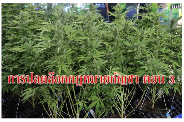 การปลดล็อกกฎหมายกัญชา ตอน 3