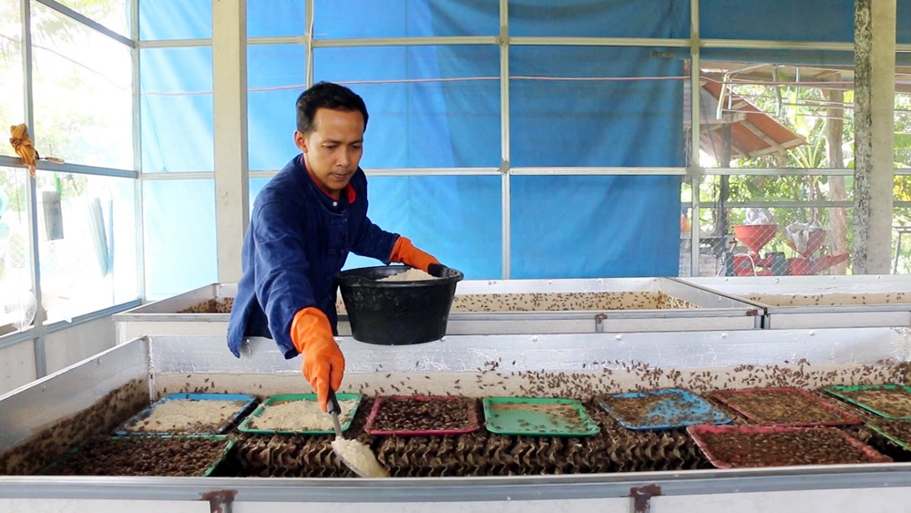 เกษตรกรเลี้ยงจิ้งหรีด ครวญอาหารสัตว์แพงต้องลดกำลังเลี้ยง บางรายอาจต้องหยุดเลี้ยงแบกรับต้นทุนไม่ไหว
