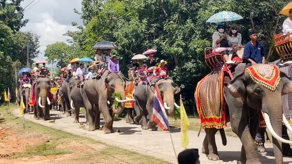 แห่กฐินสามัคคีบนหลังช้างสุดอลังการ ชูวิถีคนกับช้างแห่งสุรินทร์ 