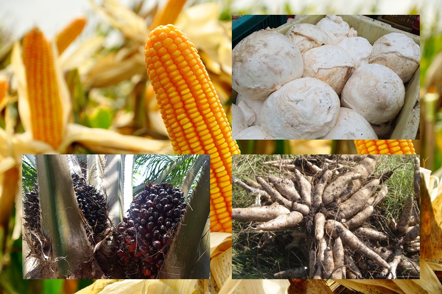 เกษตรฯ เปิดเแผนรับมือสินค้าเกษตร แก้ปัญหาราคาผันผวน ผลผลิตล้นตลาด เน้นตลาดนำการผลิต สร้างมูลค่าเพิ่ม ส่งเสริมตลาดออนไลน์ 
