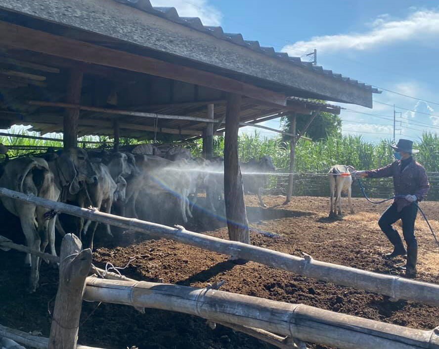  สส.ประจวบฯประสานปศุสัตว์ย้ำชัดเคลื่อนย้ายโค-กระบือต้องโปร่งใส  สกัดโรคระบาด"ลัมปี สกิน"