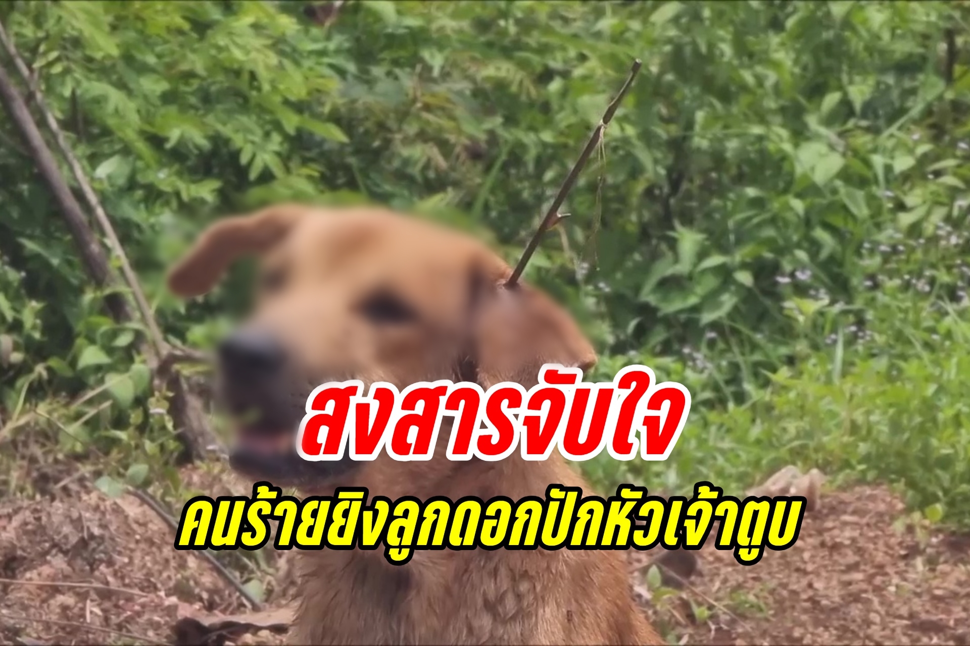 อุดรธานี  สุดสงสาร คนใจร้ายยิงลูกดอกปักกลางหัวเจ้าตูบ ทรมานมา 3 วัน