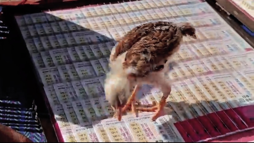 คอหวยห้ามพลาด สีสันหมอลูกไก่ทำนายโชค ทั้งดวงชะตา เลขเด็ดสุดแม่น