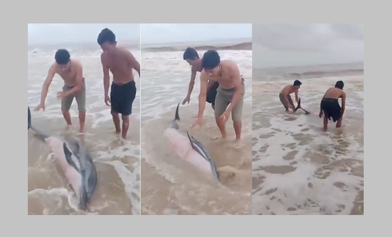 นทท.ช่วยเหลือโลมาสีชมพูขึ้นมาเกยตื้นบริเวณชายหาดเกาะคอเขากลับสู่ทะเลอย่างปลอดภัย 