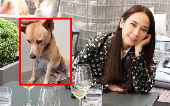 "อั้ม พัชราภา" โพสต์ประกาศตามหา "น้องถั่ว" สุนัขริมถนน วอนใครพบแจ้งเบาะแส
