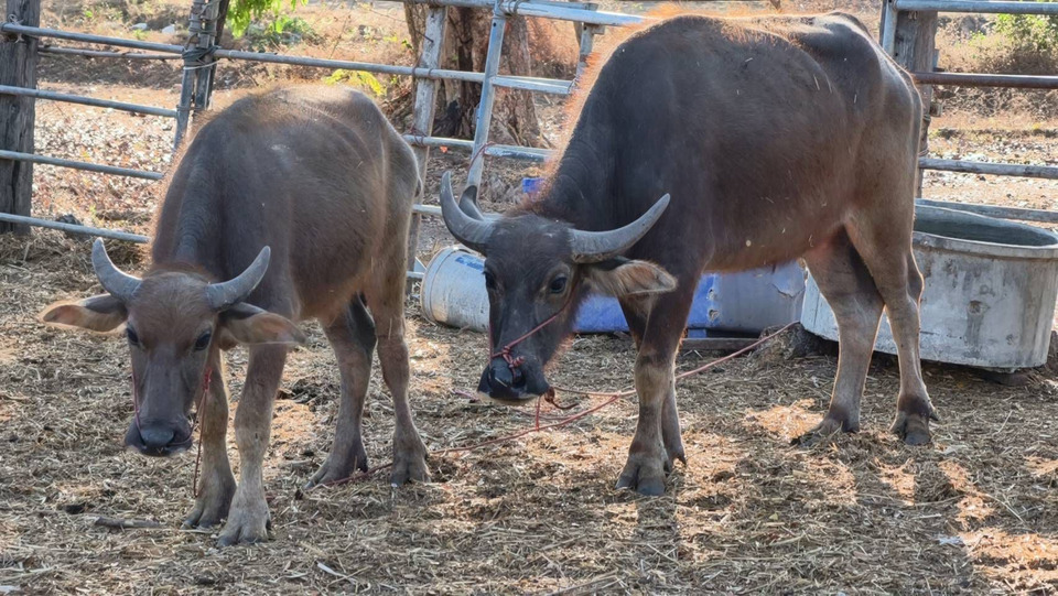ช้ำหนัก! “นายฮ้อยศรีสะเกษ” ตามหาควายหาย 3 วัน สูญกว่า 3 หมื่น วอนแจ้งเบาะแสมีรางวัล