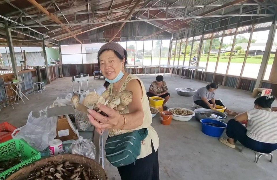 เกษตรกรจอมบึง สานต่ออาชีพพอเพียง รับซื้อเห็ดป่าปลอดสาร แปรรูปสร้างรายได้ชุมชน 