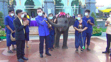  สุดน่ารัก!ช้างสาวน้อย จูบพ่อเมือง สีสันในวันแถลงข่าวเตรียมจัดงานนมัสการหลวงพ่อโสธร