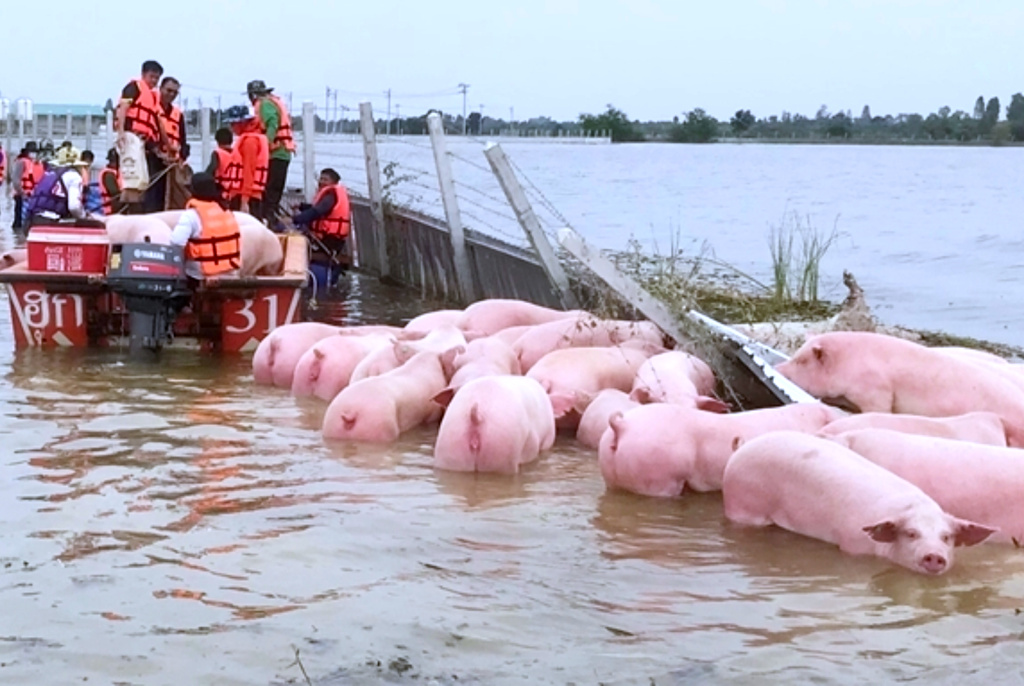เกษตรกรเลี้ยงหมูแบกต้นทุนสูง พิษน้ำท่วม-โรคมากับน้ำ ซ้ำเติม PRRS วอนผู้บริโภคเข้าใจ