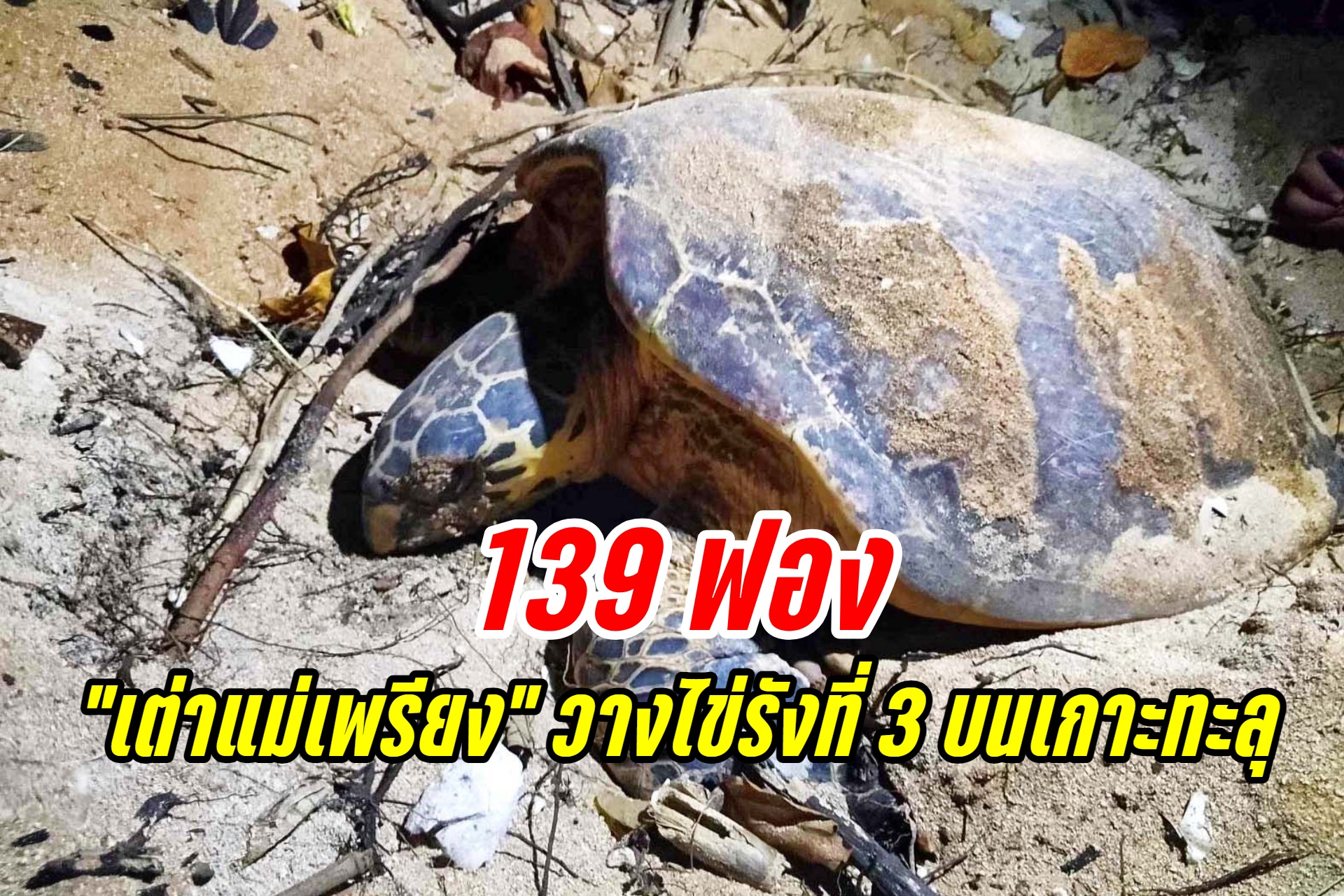 สุดปลื้ม! “เต่าแม่เพรียง” ขึ้นวางไข่ 139 ฟอง ต่อเนื่องรังที่ 3 บนเกาะทะลุ
