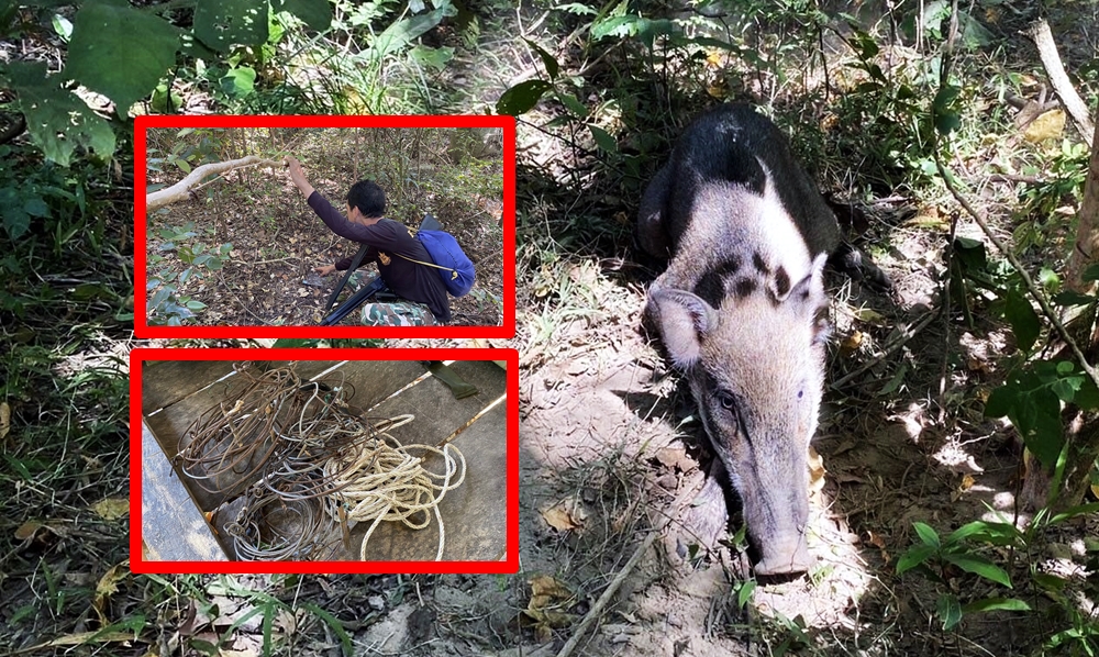 หมูแพงเป็นเหตุ!! ชาวบ้านทับสะแกวางบ่วงแร้วดักหมูป่าเขตอุทยานฯ