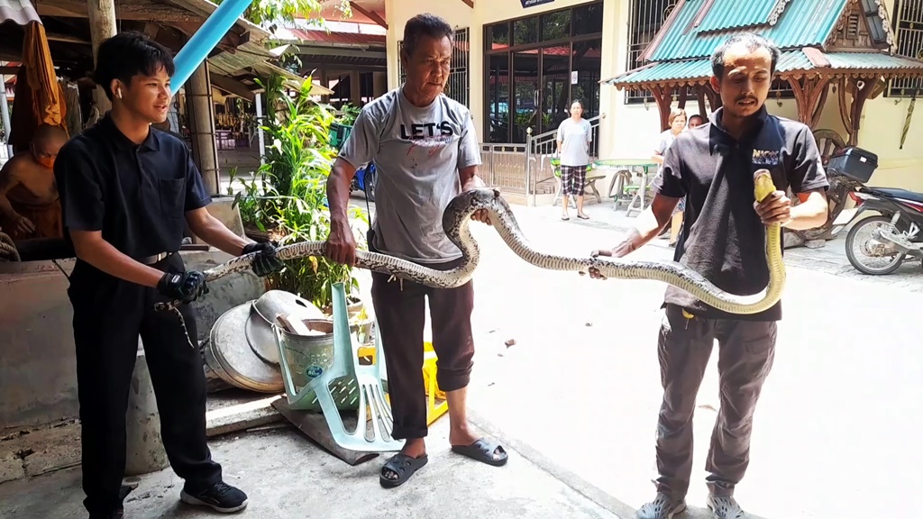 "หลวงตา" ลมแทบจับ เจองูเหลือมยักษ์ยาว 3 เมตร เลื้อยเข้ามาขโมยกินไก่ในวัด