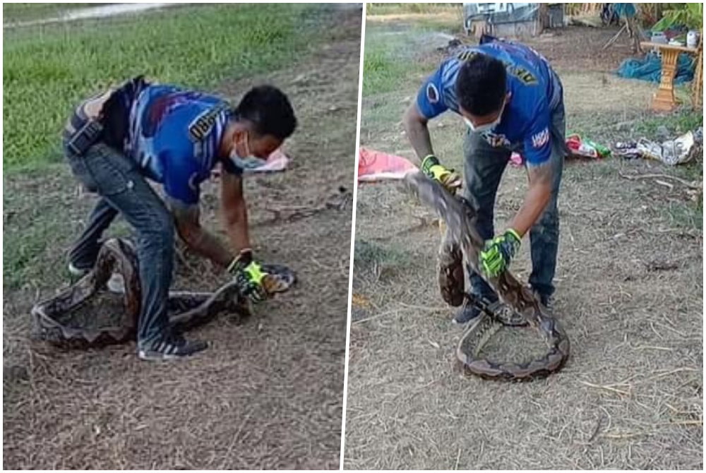 หนุ่มกู้ชีพบุกเดี่ยวจับงูเหลือมยาว 5 เมตร มือเปล่า